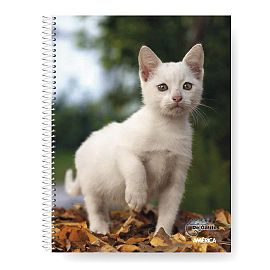 CUADERNO AMERICA GATITOS 29/7 X 80 HJS. RAYADO